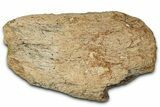 Dinosaur (Triceratops) Frill Shield Section - Montana #347967-1
